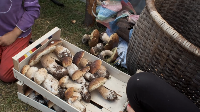 Arte Re: Jagd auf Pilze in Rumänien - 1